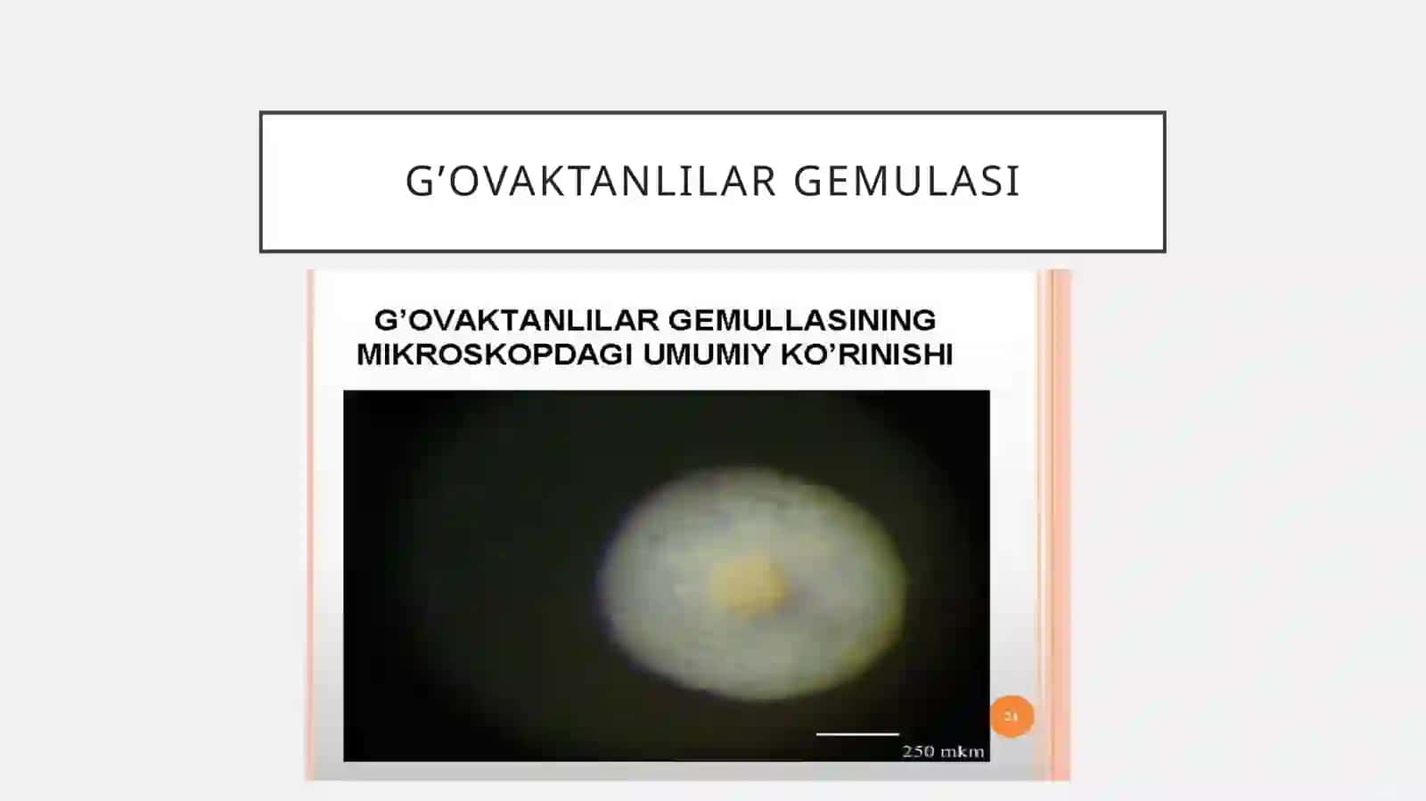 G'ovaktanlilar tipi 3