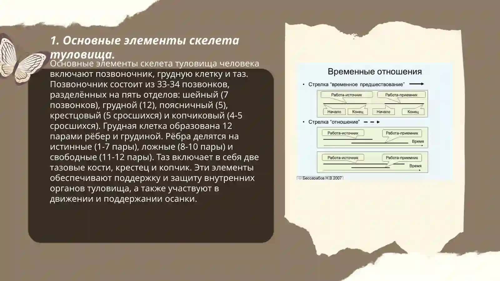 Основные элементы скелета туловища 3