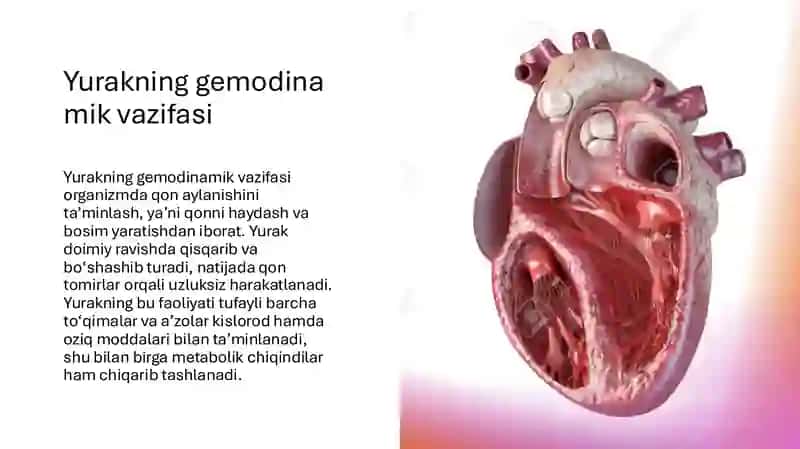 Yurak gemodinamik 3