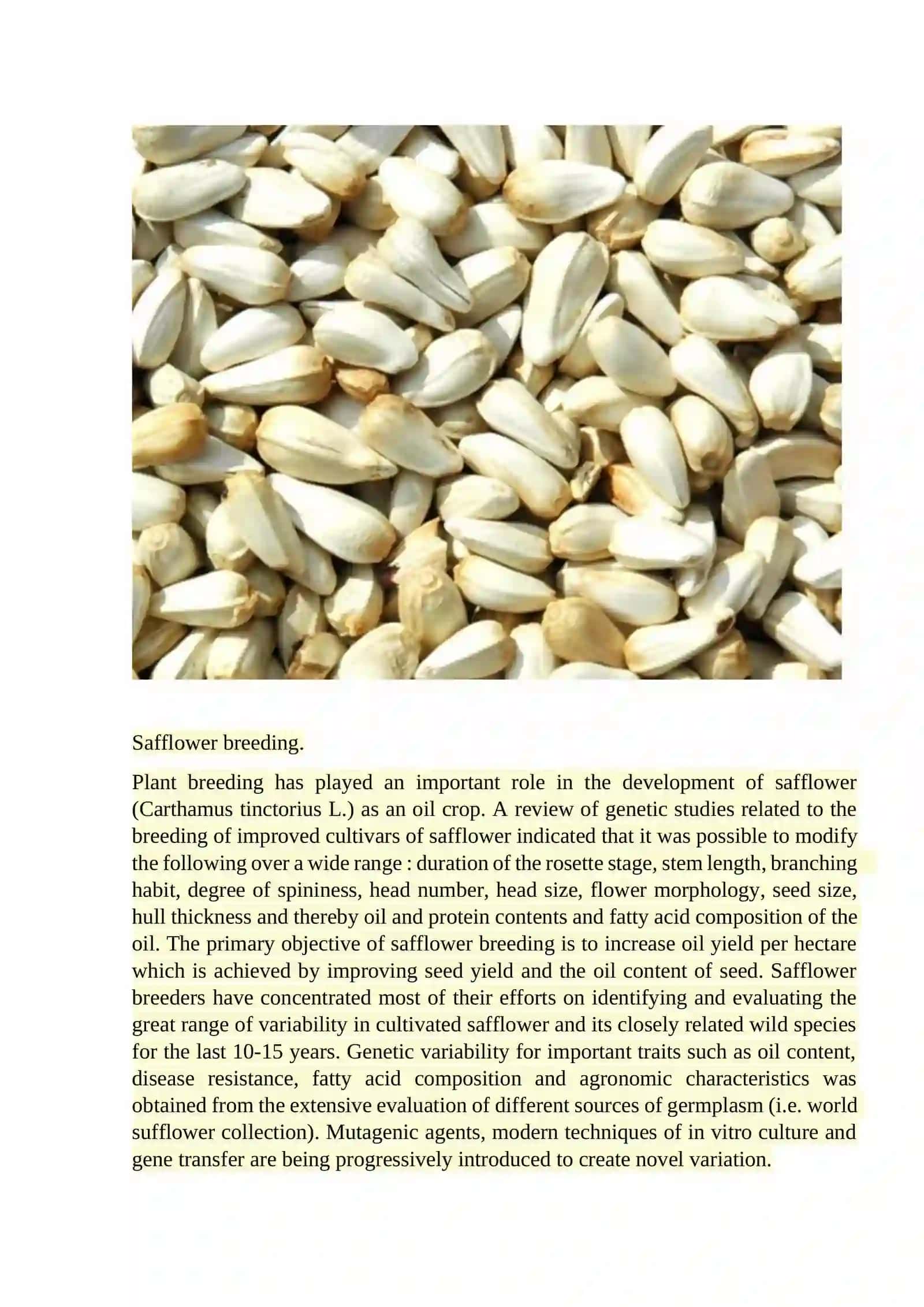 Breeding and seed production of safflower 3
