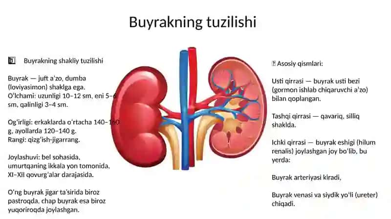 Buyrakning tuzilishi 3