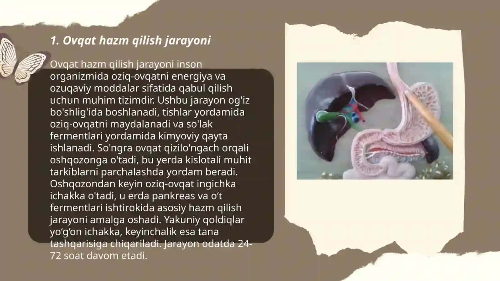 Ovqat hazim qilish sistemasi 3