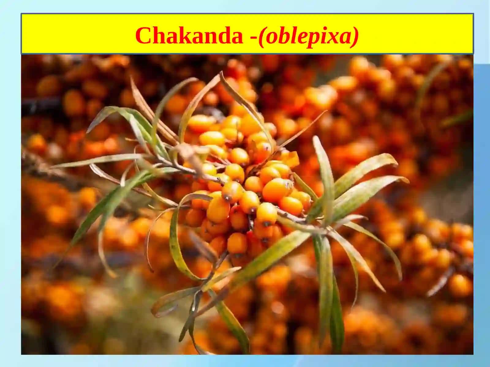 Chakanda (oblepixa) va qalampir zararkunandalari 3