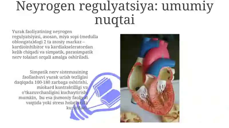 Yurak faoliyatini boshqarilishi nerv va gumoral boshqarilishi 3