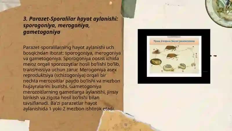 Parazet-Surgʻichlilar sinfi 3