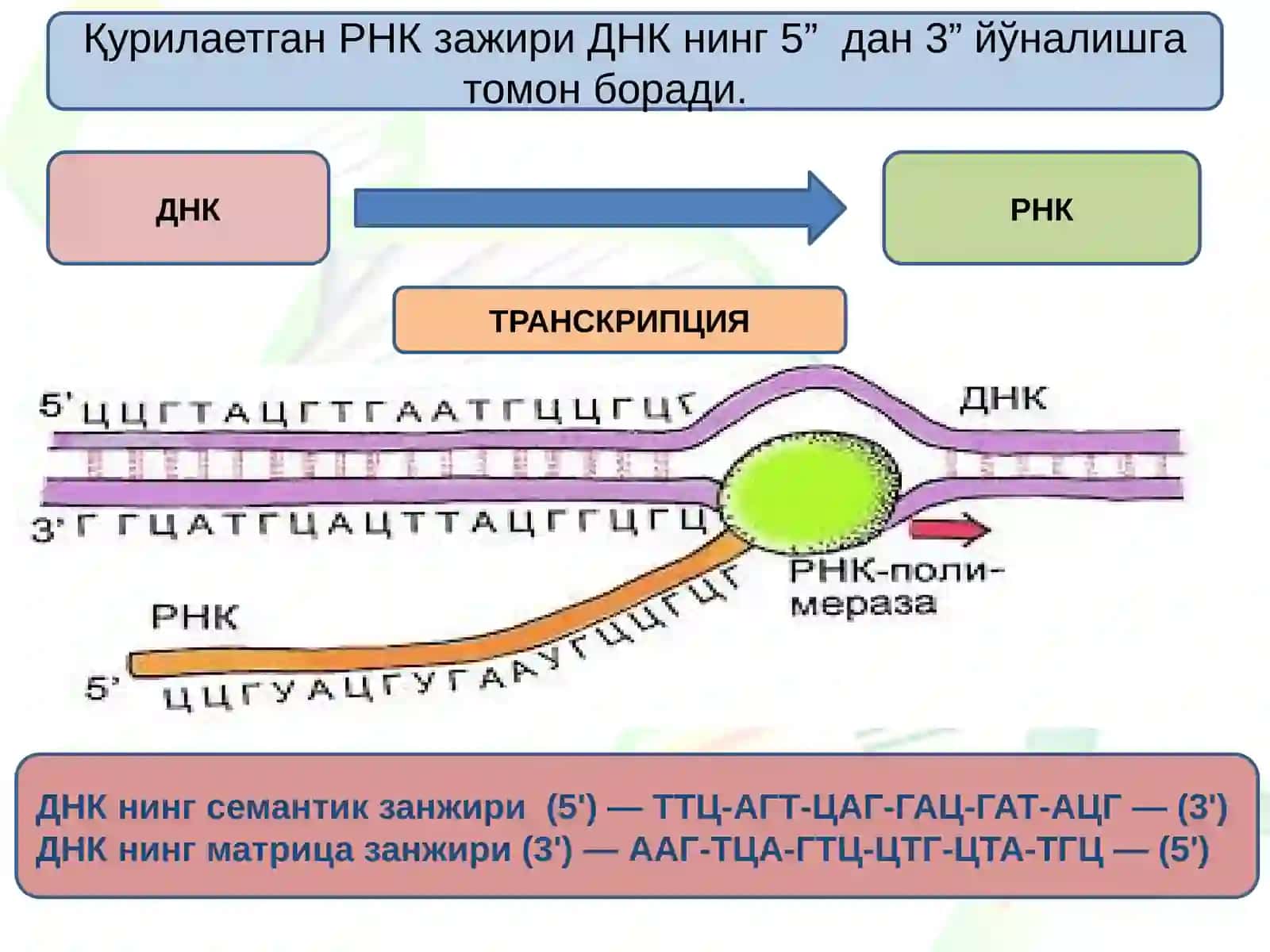Транскрипция 3