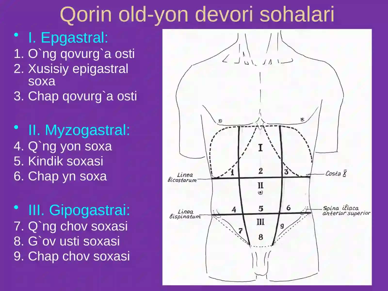 Qorin old-yon devorining klinik anatomiyasi 3