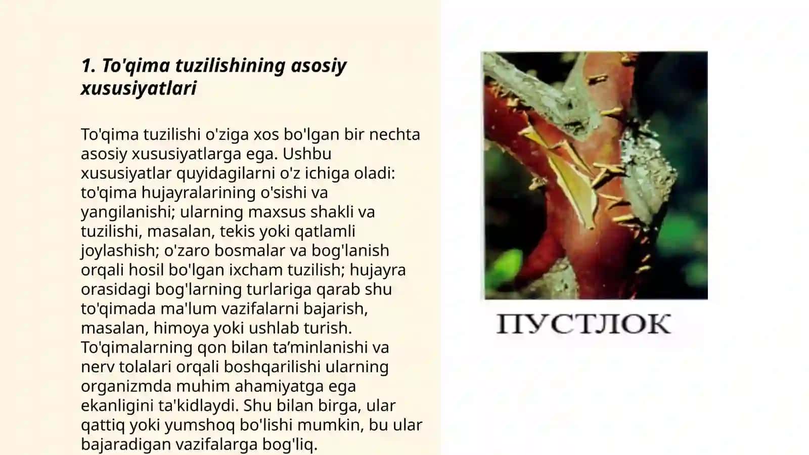 To'qima tuzilishining asosiy xususiyatlari 3