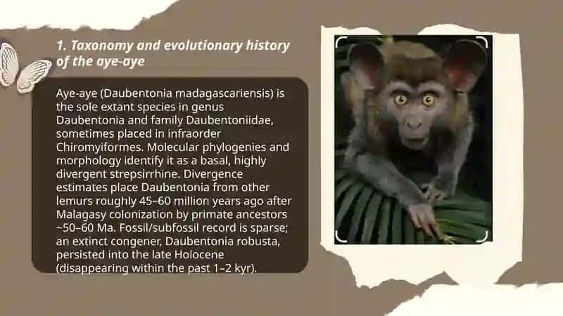 Aye-aye 3