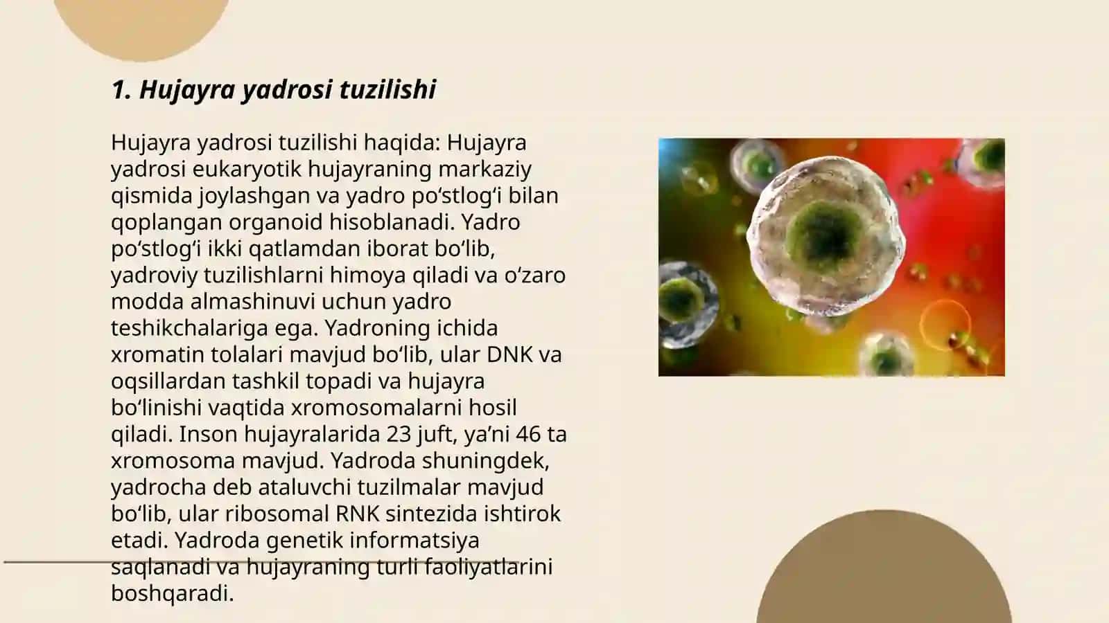 Hujayra yadrosi 3
