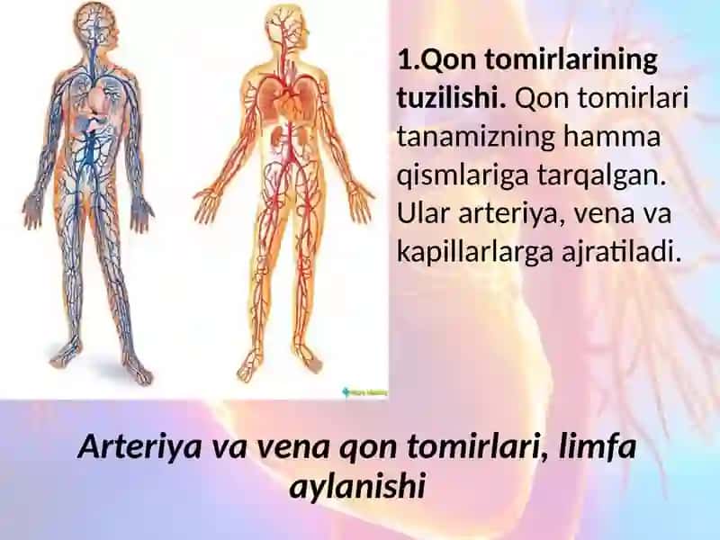 Katta va kichik qon aylanish doirasi 3