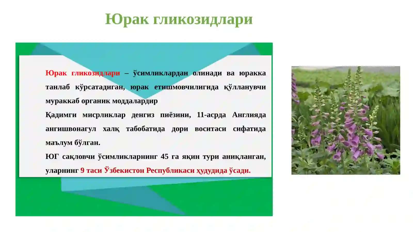 ЮРАК ГЛИКОЗИДЛАРИ 3