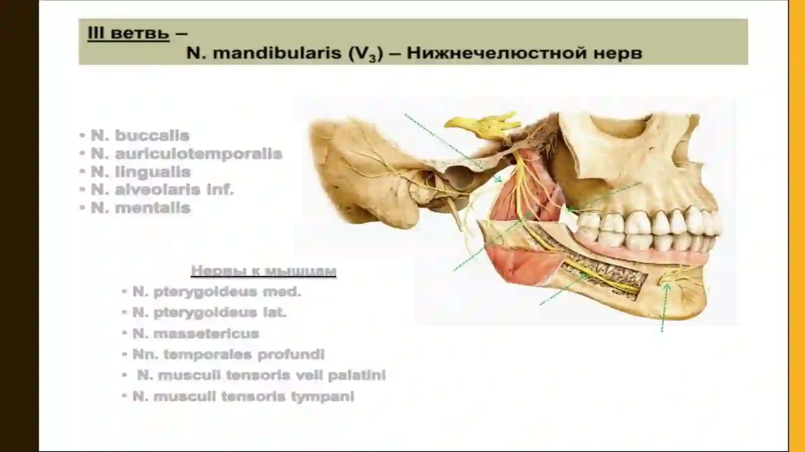 Uchshoxlinervni3-shoxi (n.mandibularis) 3