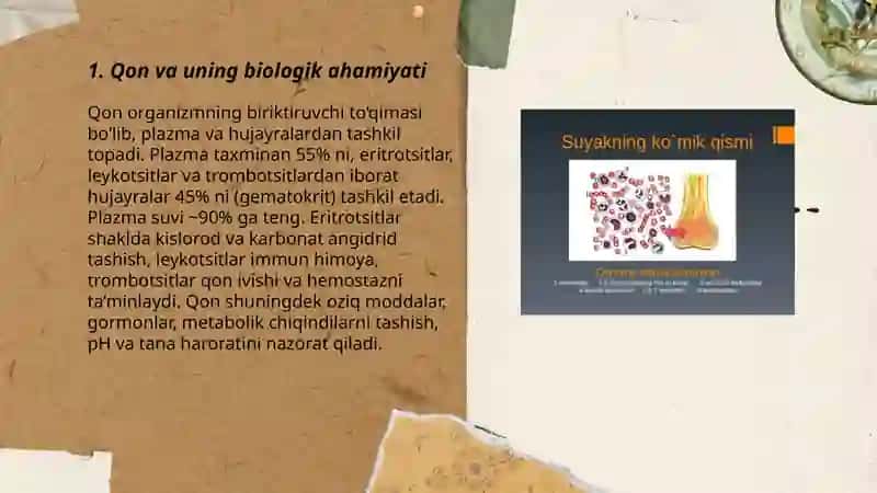 Qon va uning biologik ahamiyati 3