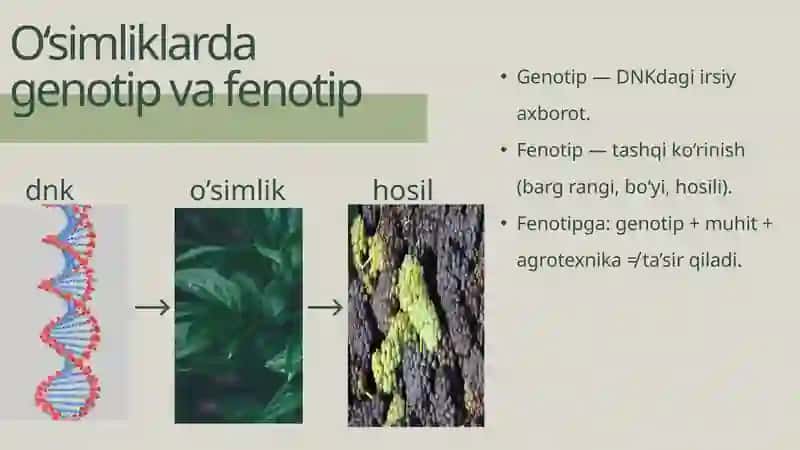 O'simlik Generatsiyasi 3
