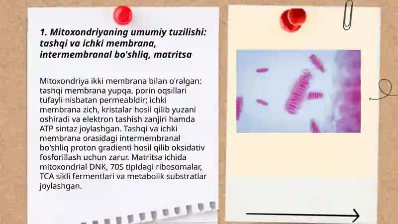 Mitoxondriya va plastidalarning tuzilishi 3