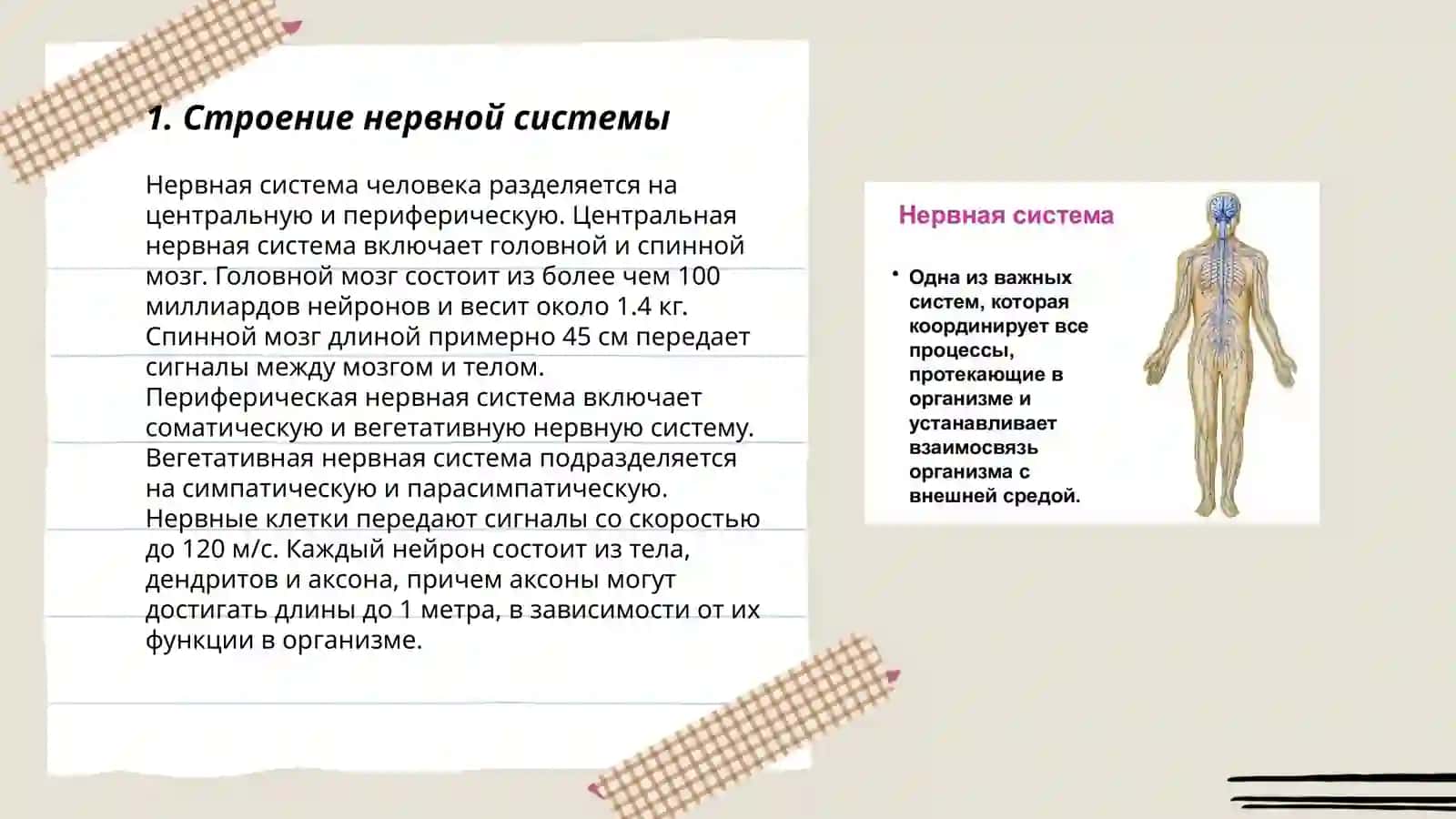 Нервная система 3