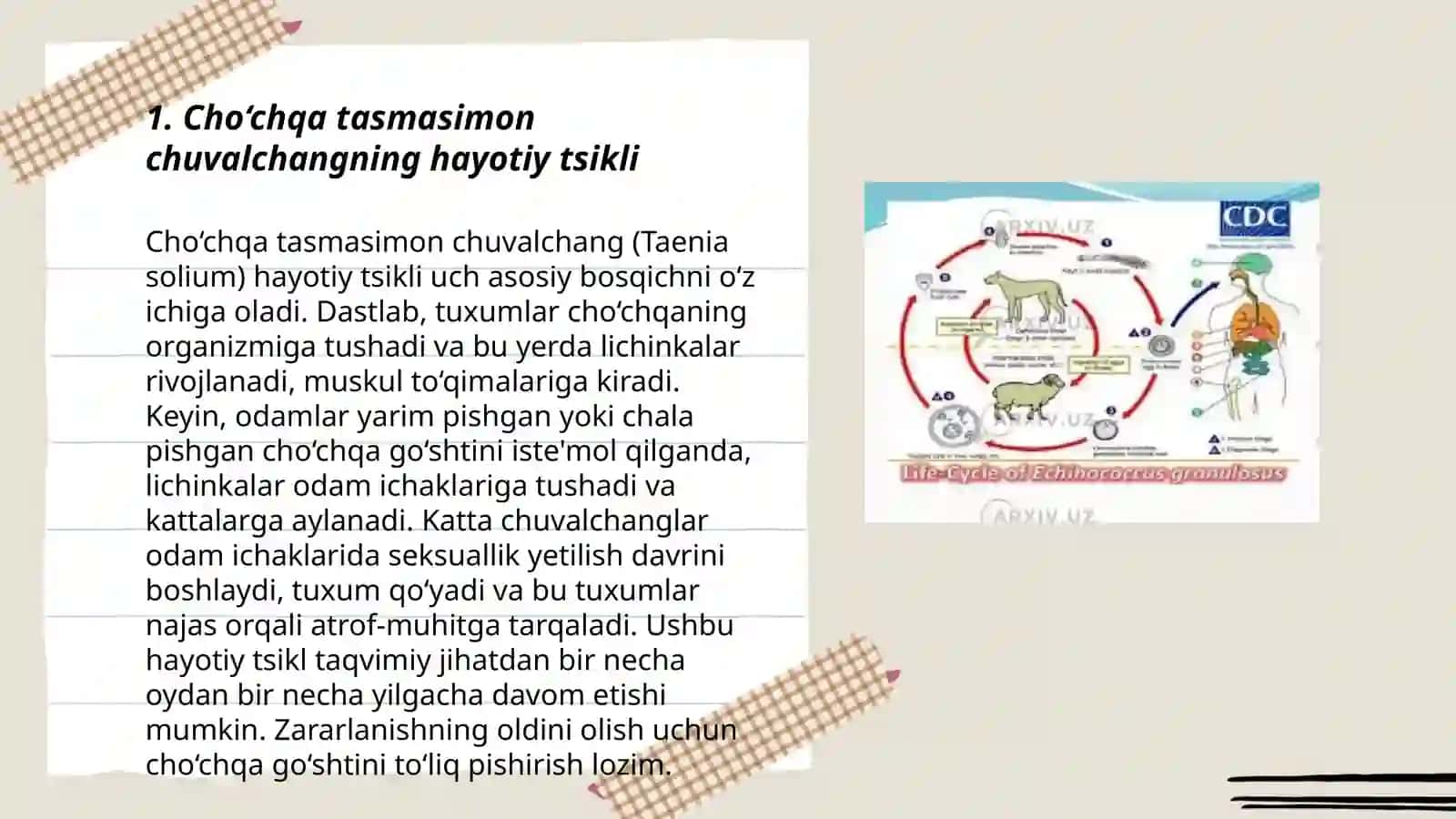 Tasmasimon chuvalchanglar-odam parazitlari 3