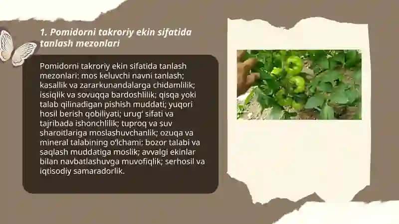 Pomidorni takroriy ekin sifatida yetishtirish 3