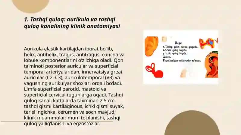 Quloqning klinik anatomiyasi 3