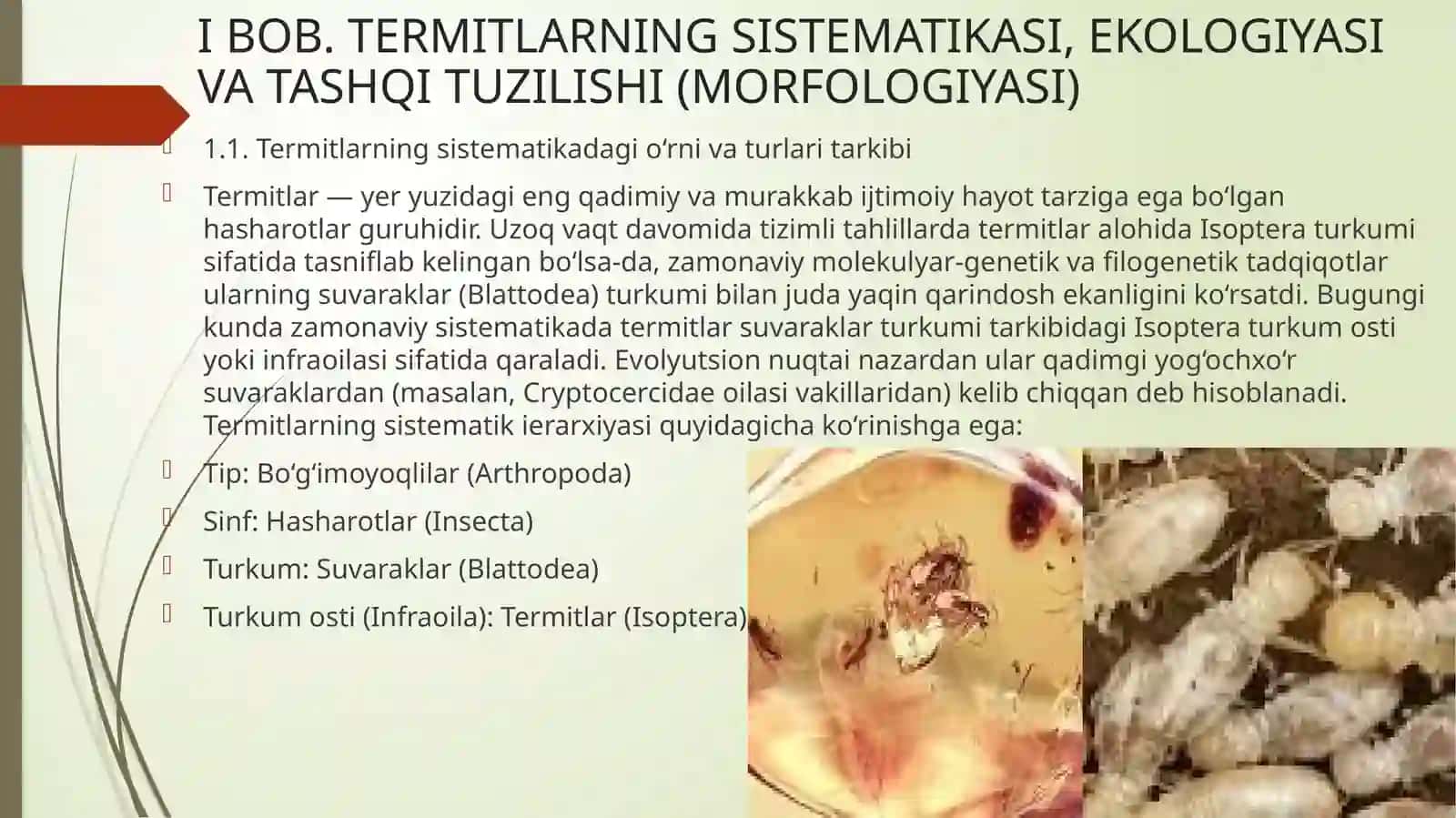 Termitlarning tashqi ichki tuzilishi ahamiyati 3