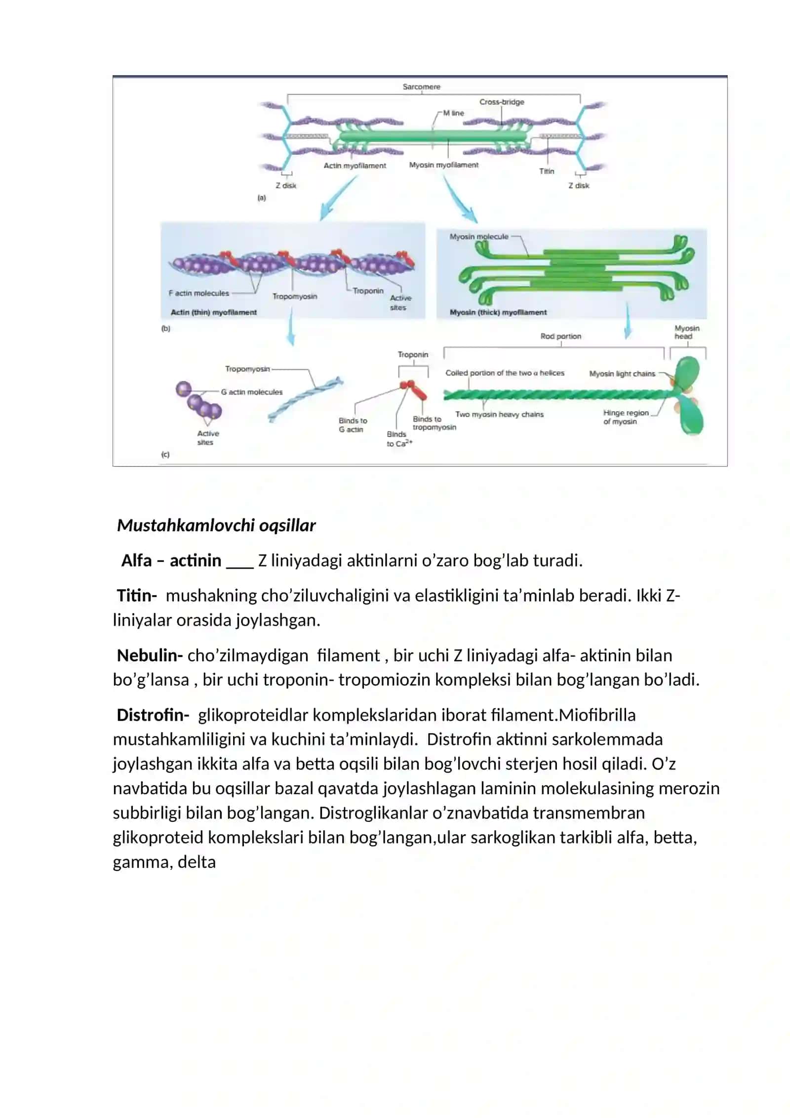 Mushak fiziologiyasi 3
