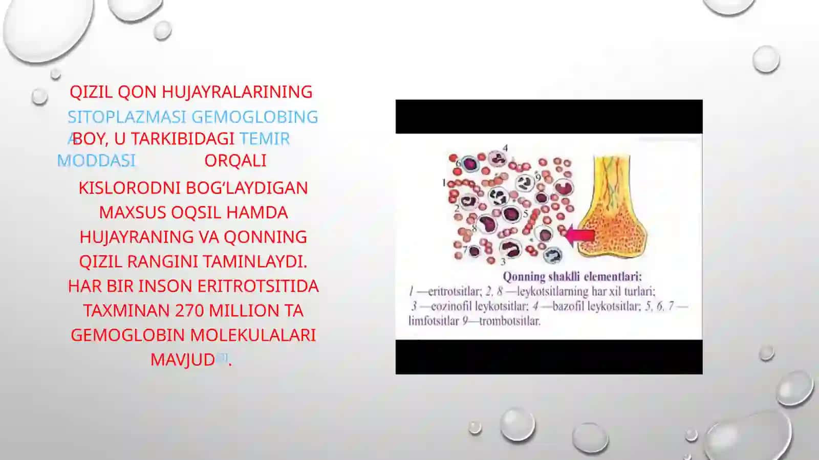 Eritrotsitlar fiziologiyasi va Gemoglabin 3