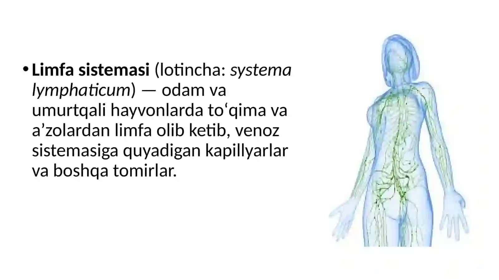 Limfaning hosil bo’lishi, tarkibi va vazifalari 3