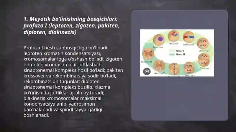 Hujayra meyotik boʻlinishi 3