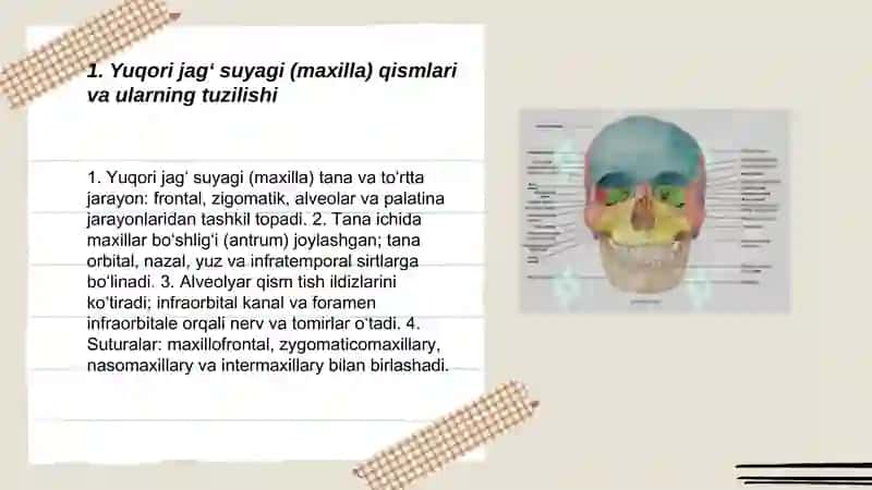 Kalla suyagining yuz qismi suyaklari 3