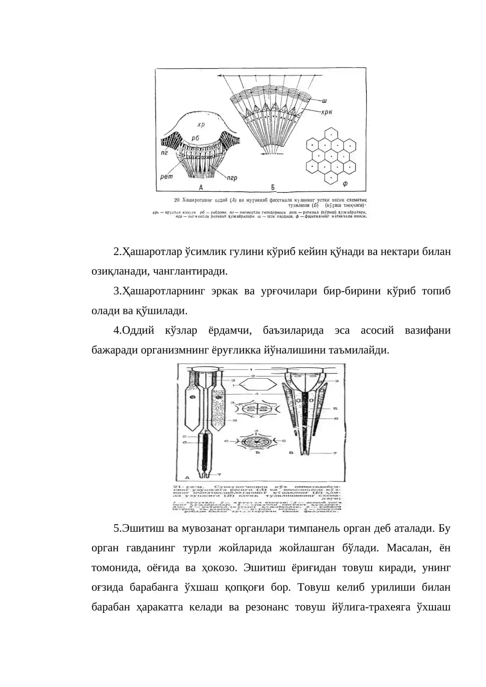 Нерв системаси ва сезги органлар 3