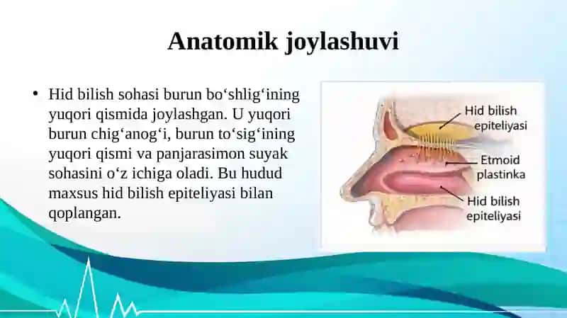 HID BILISH A’ZOLARI GISTOLOGIYASI 3