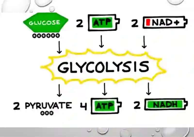 Glikoliz va uning hujayra metabolizmidagi o‘rni 3