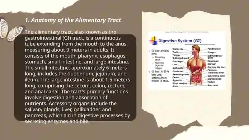 The alimentary tract of a human being 3