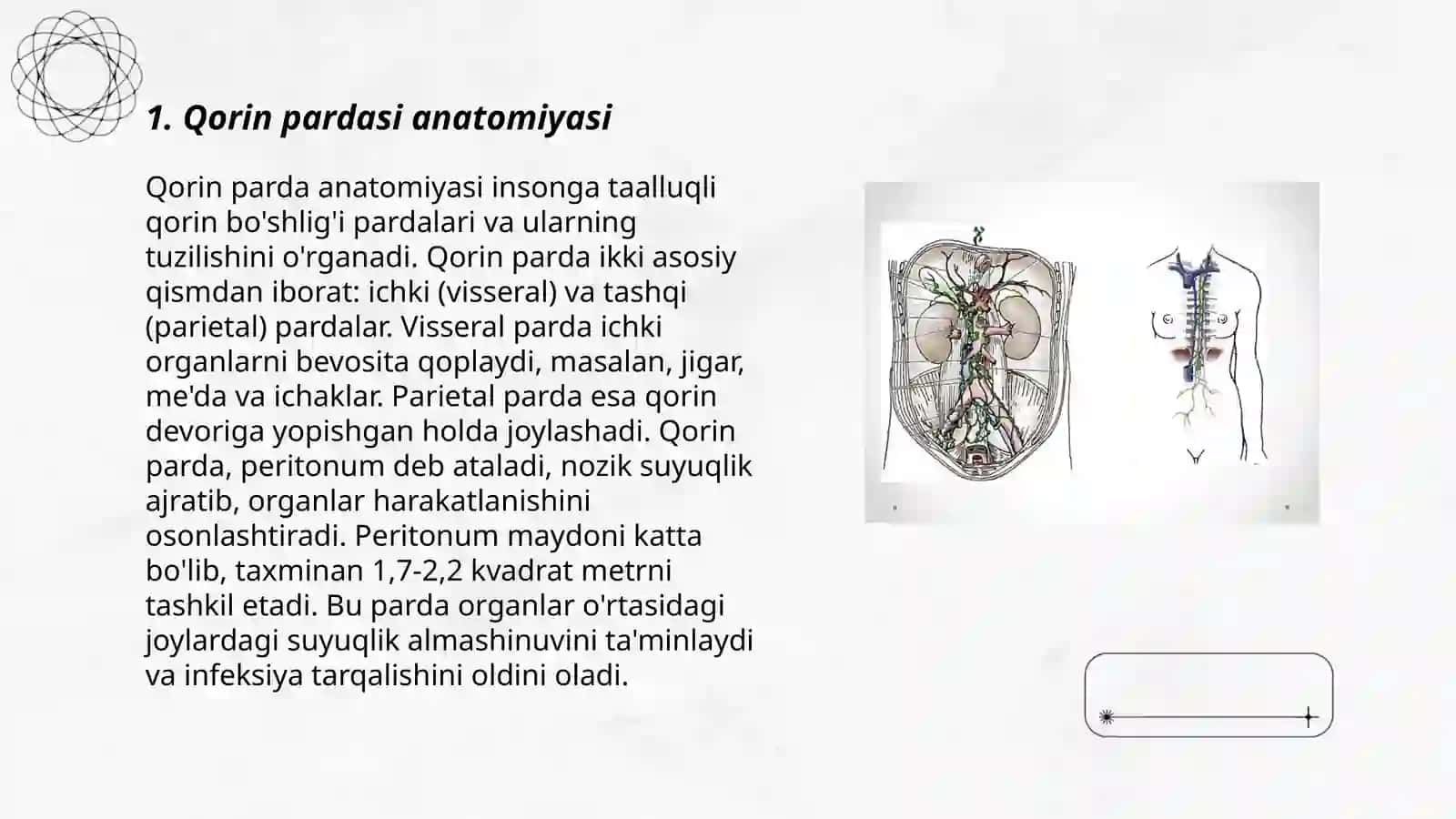 Qorin pardasi anatomiyasi 3