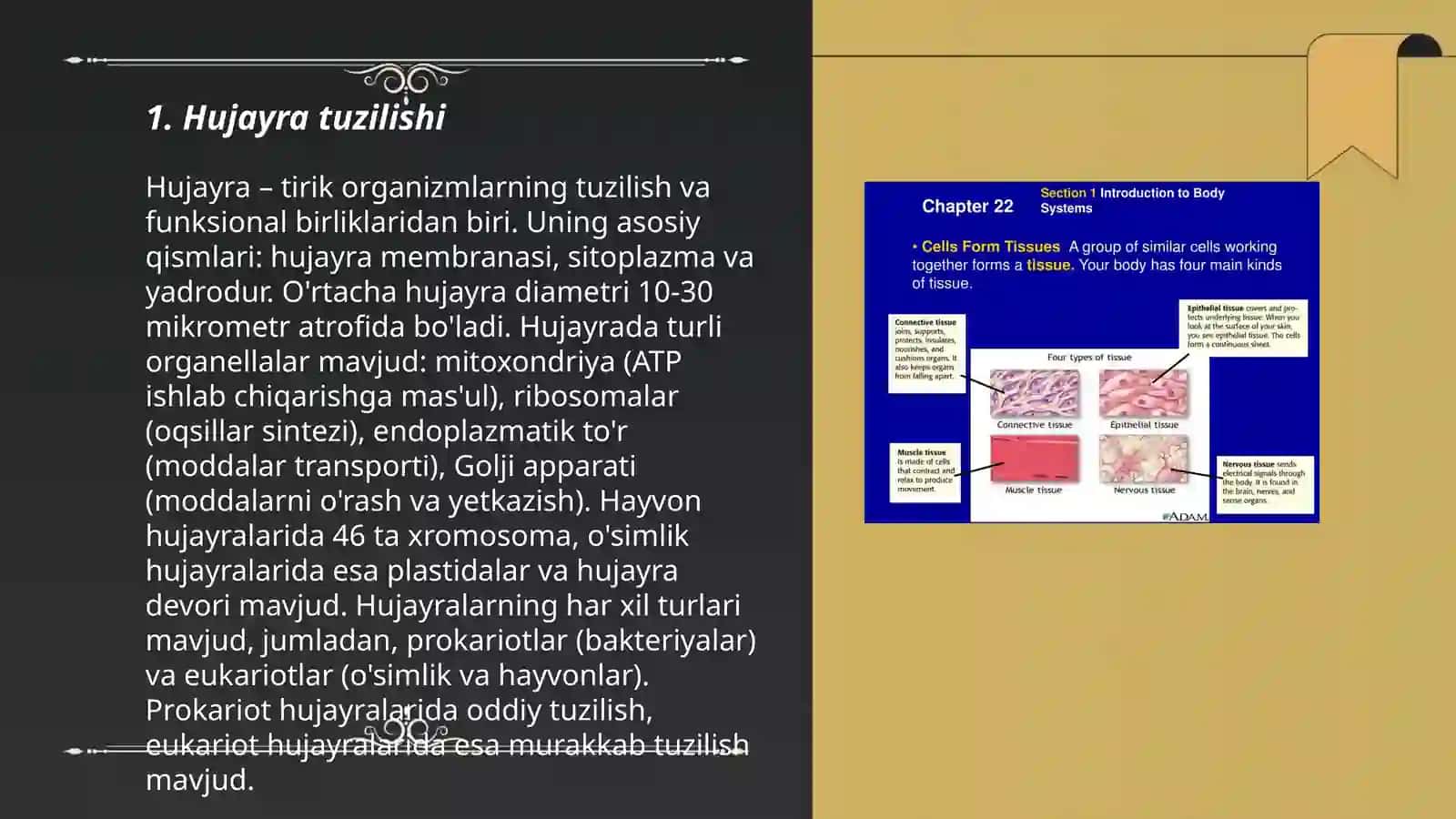 Hujayra tuzilishi 3