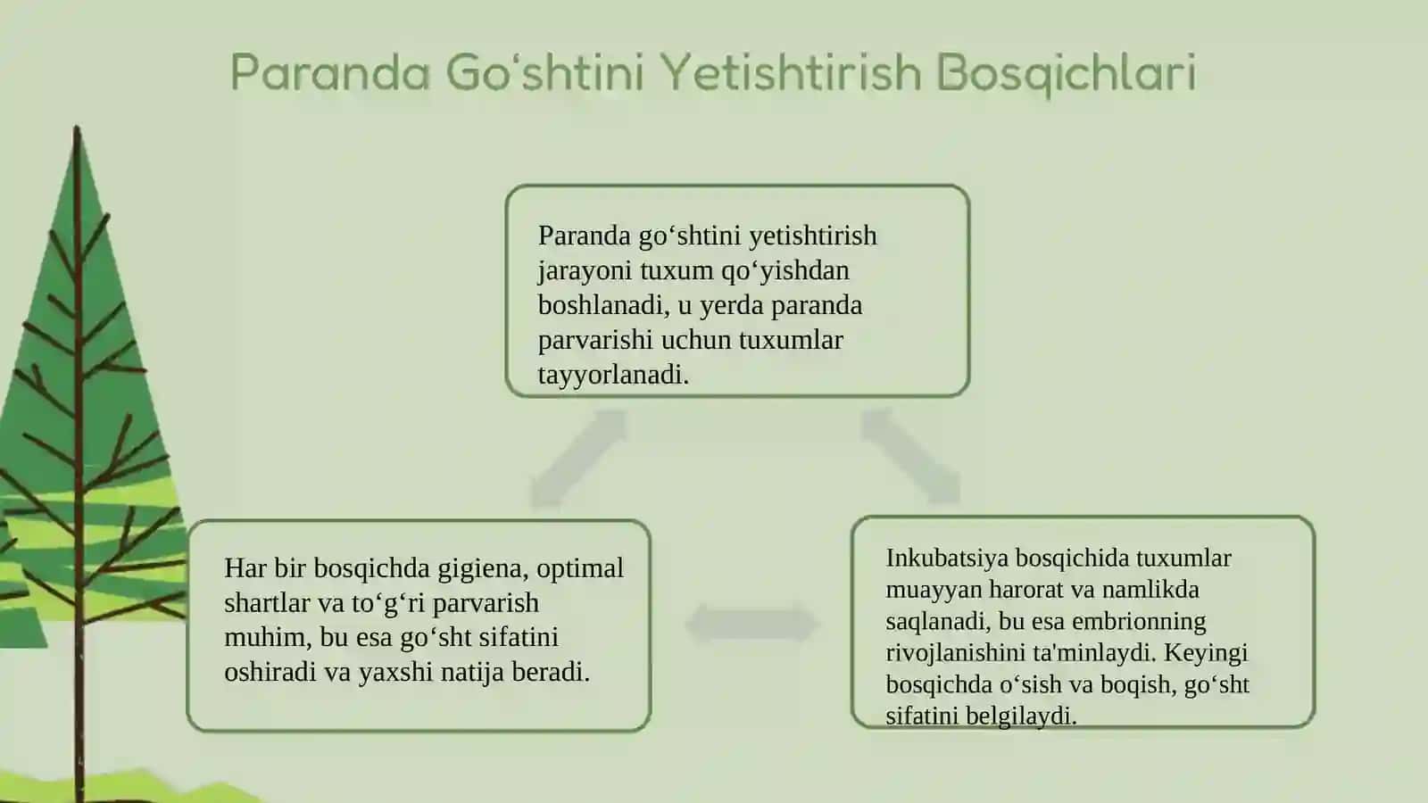 Paranda Go‘shtini Yetishtirish 3