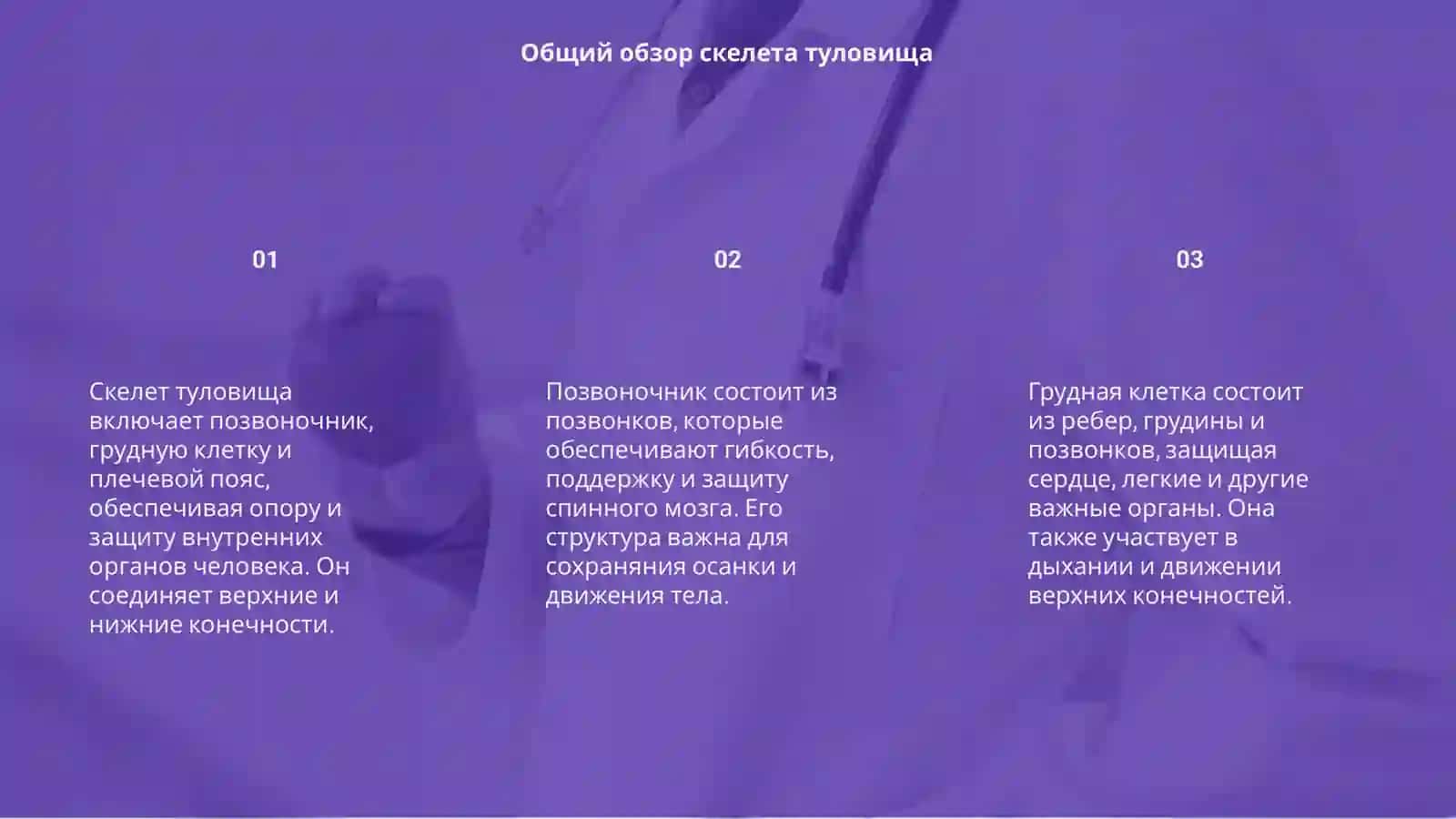 Скелет туловища 3