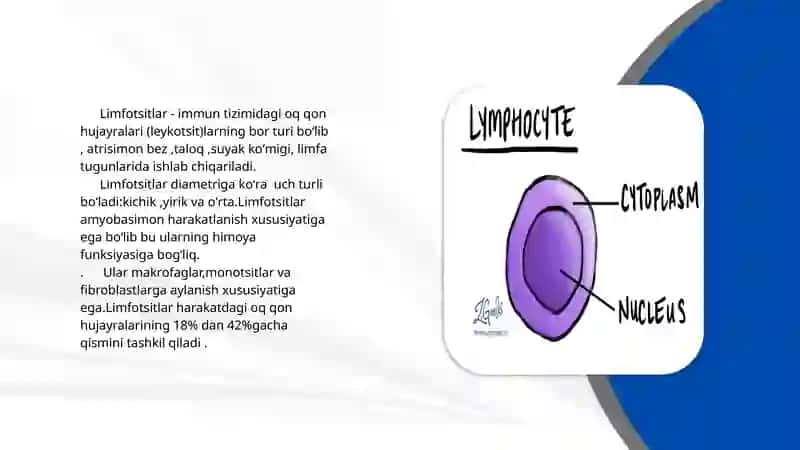 Limfotsitlar TUZILISHI 3
