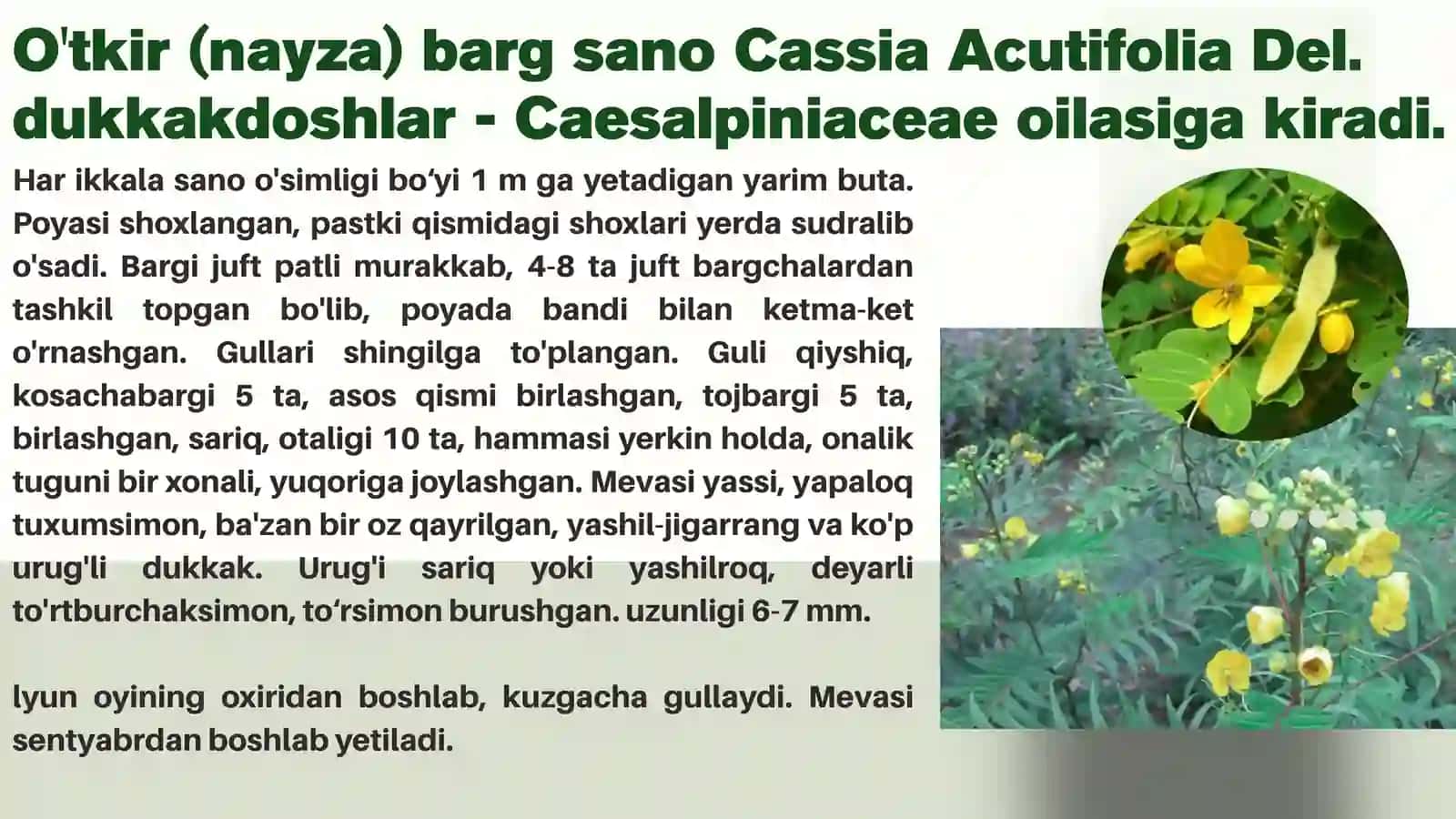 O’TKIR(NAYZA)BARGLI SANO-CASSIA ACUTIFOLIA DEL 3