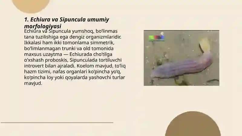 Echiura va Sipuncula tipi 3