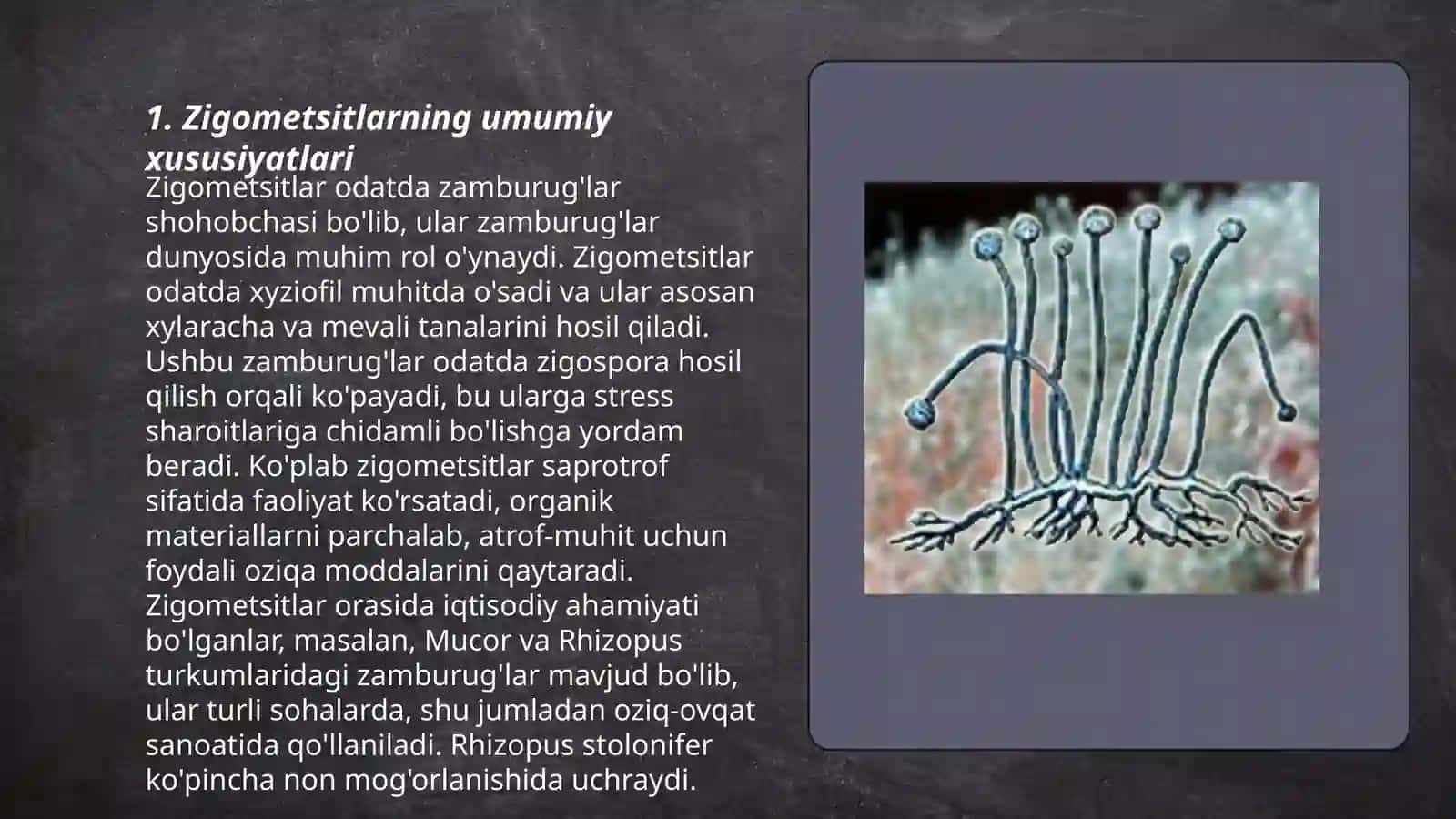 Zigometsitlarni umumiy tasnifi 3