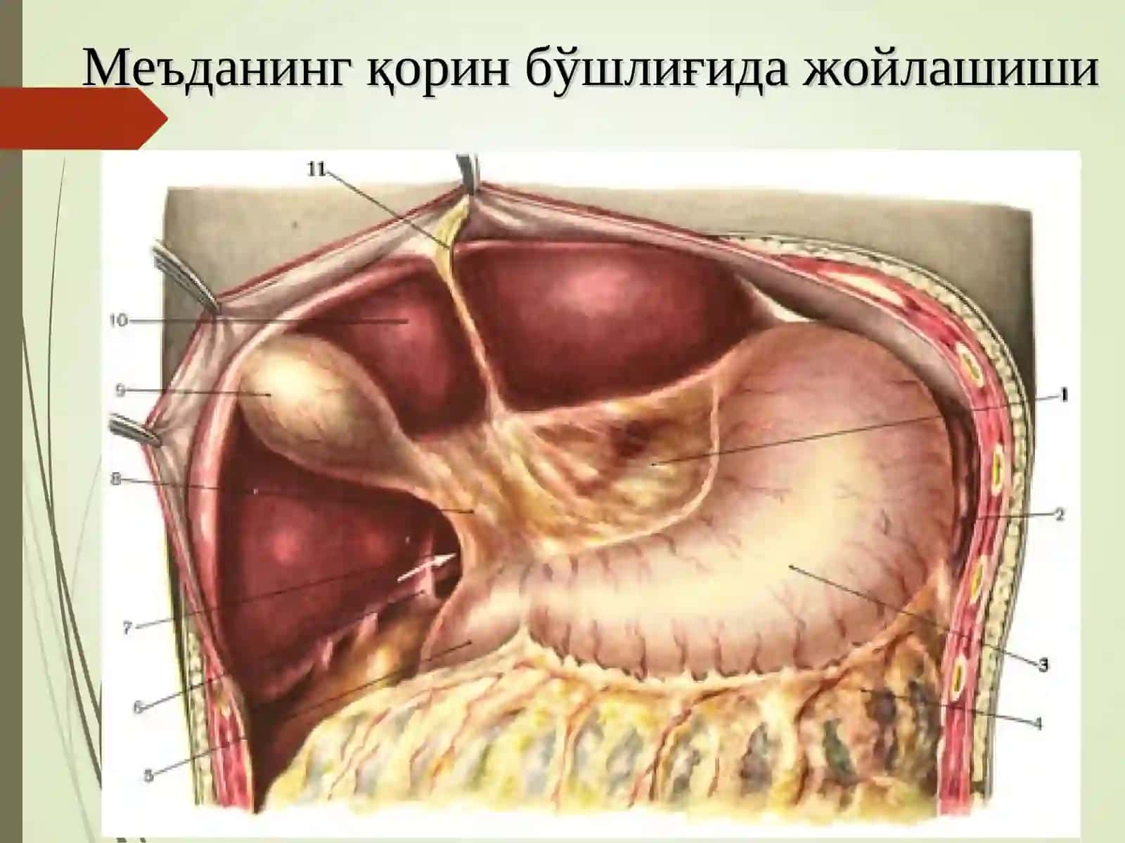 МЕЪДА ВА 12 БАРМОҚЛИ ИЧАК ЯРА КАСАЛЛИГИ 3