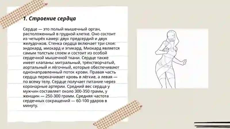 Кровеносная система 3