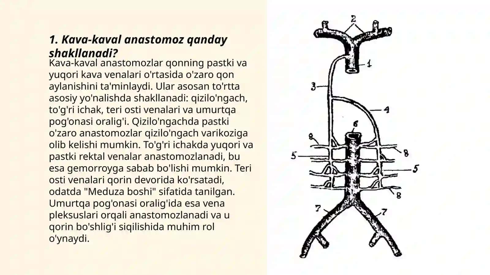 Kava Kaval Porto Kaval Anastomoz 3