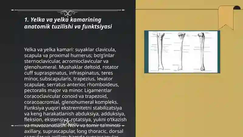 Yelka va yelka kamari. Tasnifi 3