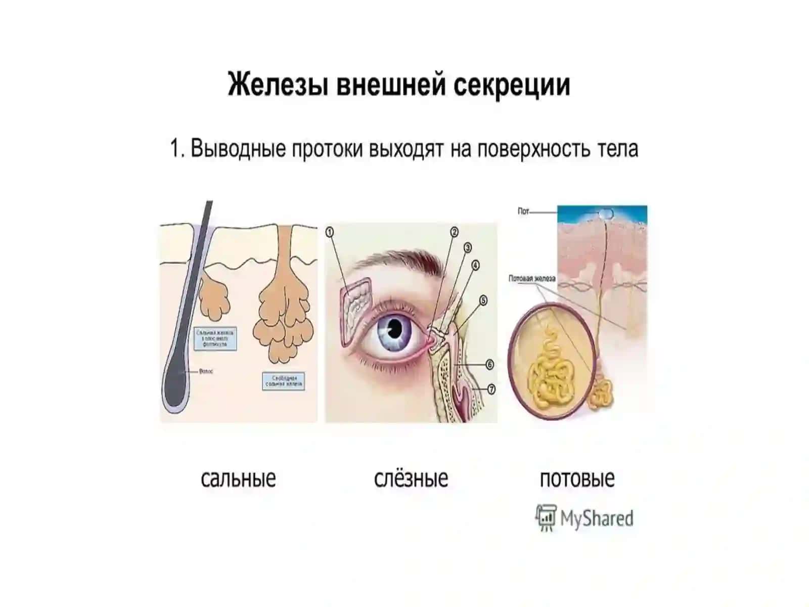 ЭНДОКРИНТИЗИМИ 3
