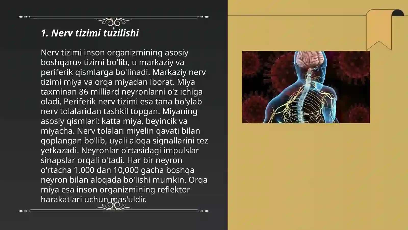 Nerv sistemasi 3