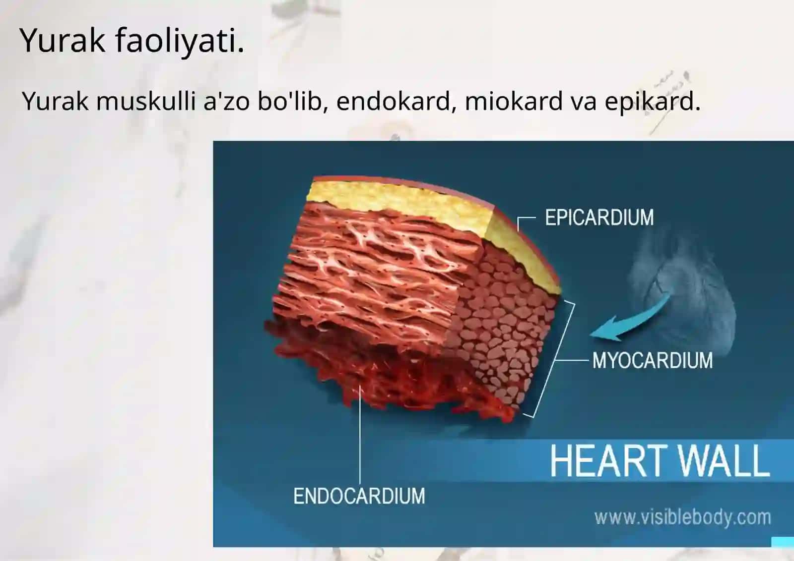 Yurakning fiziologik xossalar 3