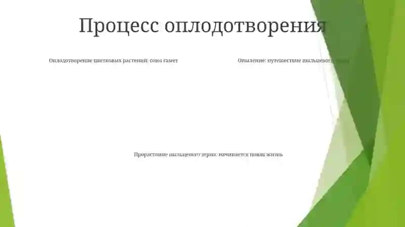 Оплодотворение Цветковых Растений 3